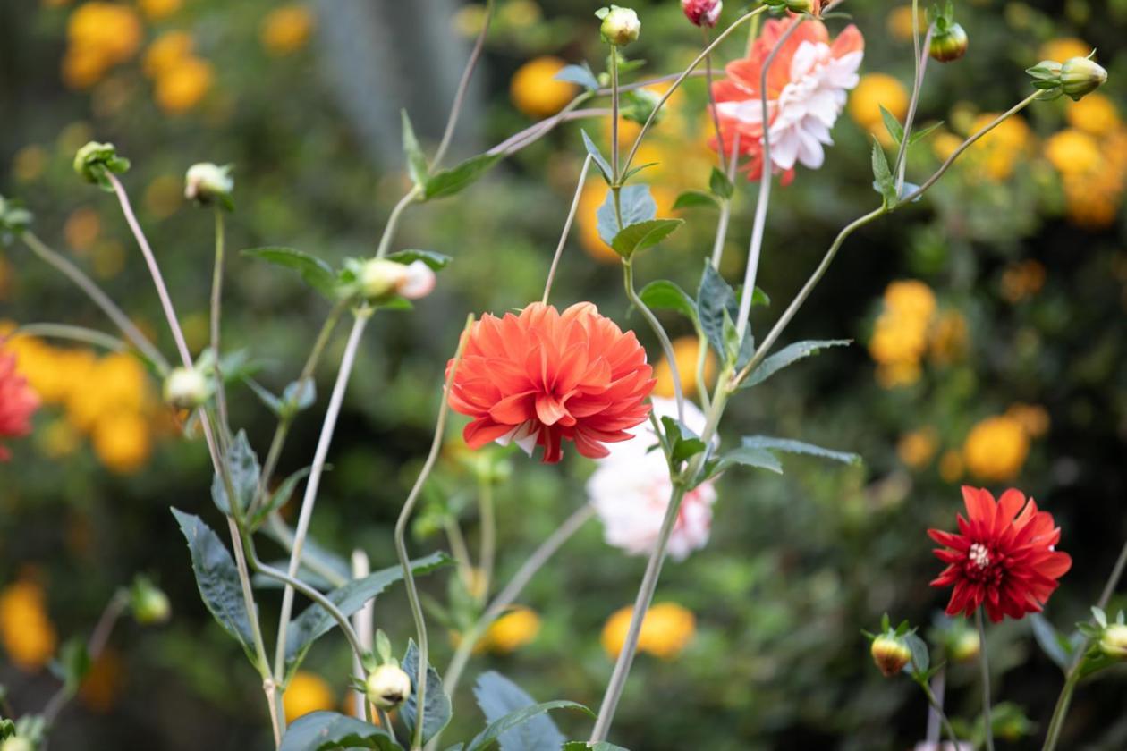 Gatimene Gardens Hotel Meru Esterno foto